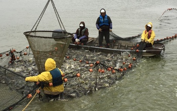Fish harvesting provides food to meet large -- and increasing -- global demands.